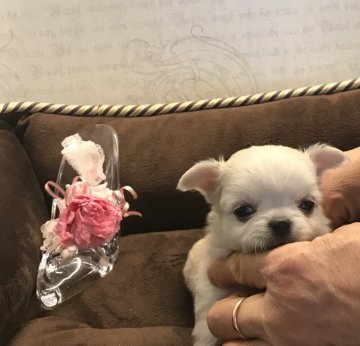 チワワ(ロング)【静岡県・女の子・2018年12月26日・クリーム】の写真「とっても可愛いクリームカラー💕」