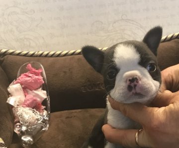 ボストンテリア【静岡県・女の子・2019年1月2日・ボストンカラー】の写真「小柄で可愛いらしいボストン💕」