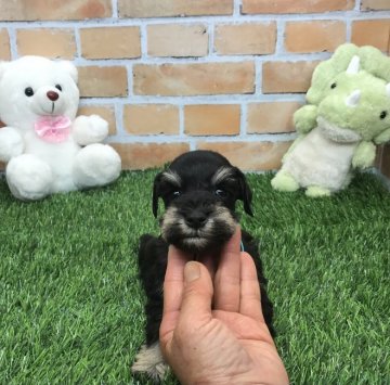 ミニチュアシュナウザー【静岡県・女の子・2022年3月21日・ブラックシルバー】の写真「可愛いお顔の沢山の兄弟です❗️」