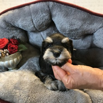 ミニチュアシュナウザー【静岡県・女の子・2020年3月14日・ブラックシルバー】の写真「美人美男の兄弟です！キャッシュ5%還元！」