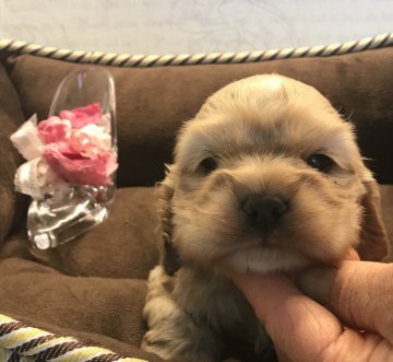 アメリカンコッカースパニエル【静岡県・女の子・2019年2月27日・バフ】の写真「まるまるなお顔体系」