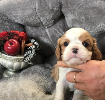 キャバリア【静岡県・女の子・2020年3月18日・ブレンハイム】の写真「可愛いムチムチ！柄も良いです！」