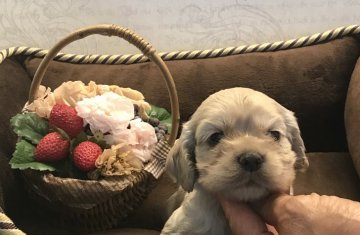 アメリカンコッカースパニエル【静岡県・女の子・2018年8月1日・バフ】の写真「お顔の丸いコッカースパニエル！」