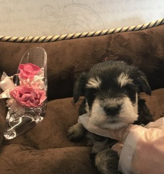 ミニチュアシュナウザー【静岡県・女の子・2019年1月23日・ブラックシルバー】の写真「大勢の兄弟で社会性豊富」