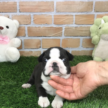 ボストンテリア【静岡県・男の子・2022年4月6日・ボストンカラー】の写真「ムチムチな可愛いお顔に体型❗️」