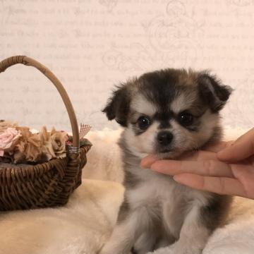 チワワ(ロング)【静岡県・女の子・2022年8月20日・セーブルホワイト】の写真「ハスキー柄の超レアカラー❗️」