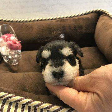 ミニチュアシュナウザー【静岡県・女の子・2019年3月13日・ブラックシルバー】の写真「綺麗なカラー」