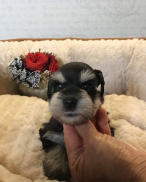 ミニチュアシュナウザー【静岡県・女の子・2020年7月15日・ブラックシルバー】の写真「オセロの様な白黒ハッキリ❗️」