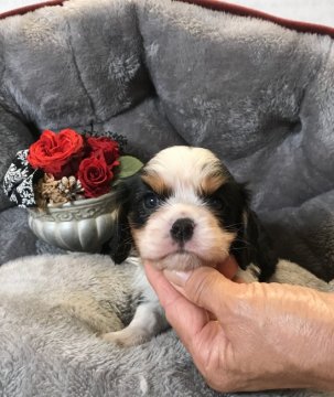 キャバリア【静岡県・女の子・2020年7月8日・トライカラー】の写真「ムチムチな体型でマルマル！」