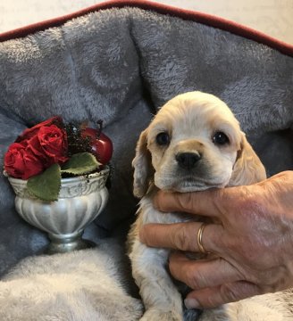 アメリカンコッカースパニエル【静岡県・女の子・2020年2月19日・バフ】の写真「小ぶりで詰まったお顔！キャッシュレス5%還元」