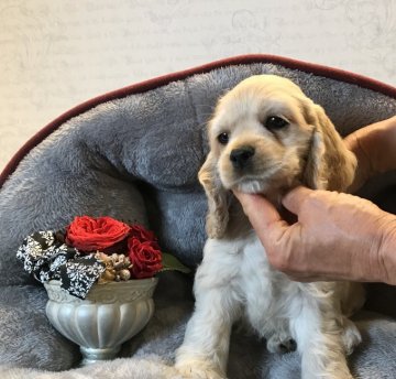 アメリカンコッカースパニエル【静岡県・女の子・2020年2月29日・バフ】の写真「沢山の兄弟で元気一杯です！」