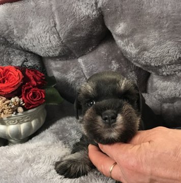 ミニチュアシュナウザー【静岡県・女の子・2020年1月28日・ブラックシルバー】の写真「綺麗な瞳でドキドキします！キャッシュ5％還元」