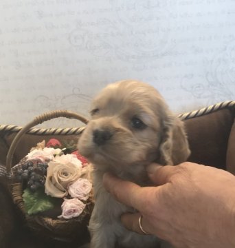 アメリカンコッカースパニエル【静岡県・女の子・2018年11月20日・バフ】の写真「ムチムチ！抱き心地最高！」