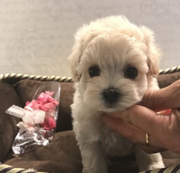 マルプー  父プードル母マルチ【静岡県・女の子・2019年4月24日・アプリ】の写真「モコモコおめめクリクリ！小ぶりサイズ」