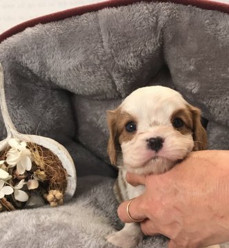 キャバリア【静岡県・男の子・2020年1月1日・ブレンハイム】の写真「可愛い兄弟6匹兄弟！キャッシュレス5%還元⭐️」