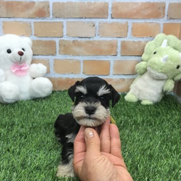 ミニチュアシュナウザー【静岡県・女の子・2022年3月21日・ブラックシルバー】の写真「可愛いお顔の沢山の兄弟です❗️」