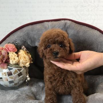 トイプードル(タイニー)【静岡県・女の子・2022年8月15日・レッド】の写真「大きな目が綺麗❗️両親遺伝子検査クリア❗️」