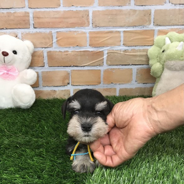 ミニチュアシュナウザー【静岡県・女の子・2022年4月6日・ブラックシルバー】の写真「ハッキリした色の可愛い兄弟❗️」