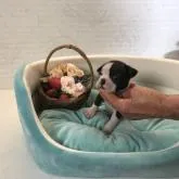 ボストンテリア【静岡県・女の子・2022年6月22日・ボストンカラー】の写真2