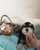 ミニチュアシュナウザー【静岡県・女の子・2022年4月11日・ブラックシルバー】の写真3