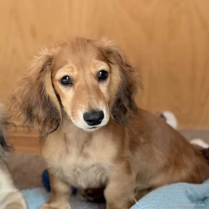 S.Y 様のお迎えした子犬