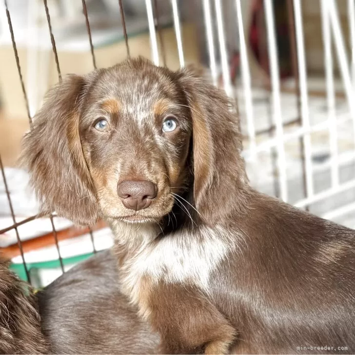 ミニチュアダックスフンド(ロング)【埼玉県・男の子・2025年8月10日・チョコダップル】の写真1