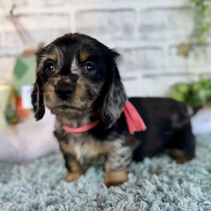 H.M 様のお迎えした子犬