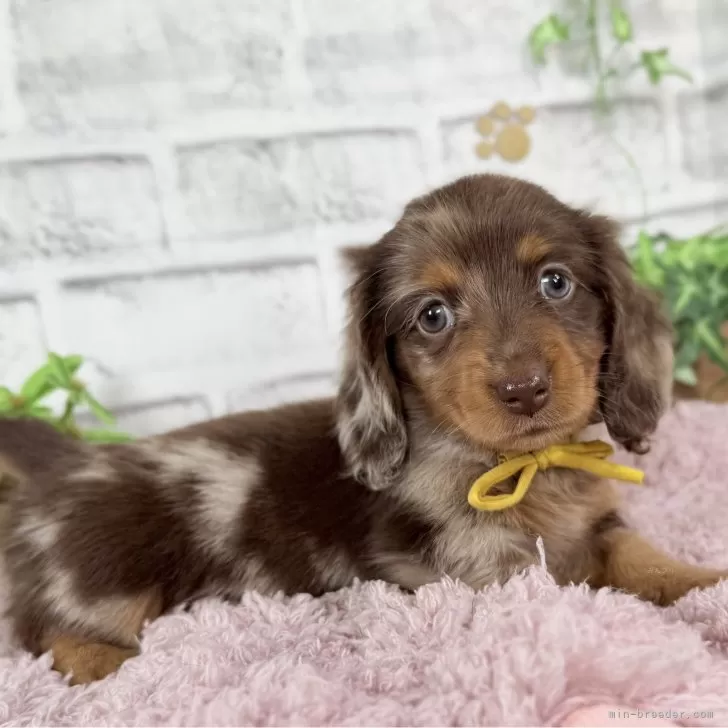 ID：2509-06765の子犬