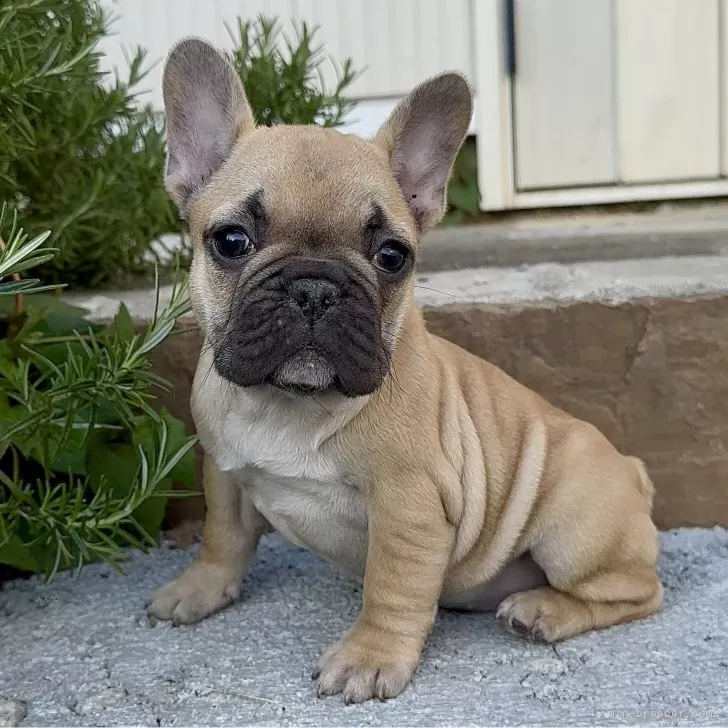 ID：2504-02351の子犬