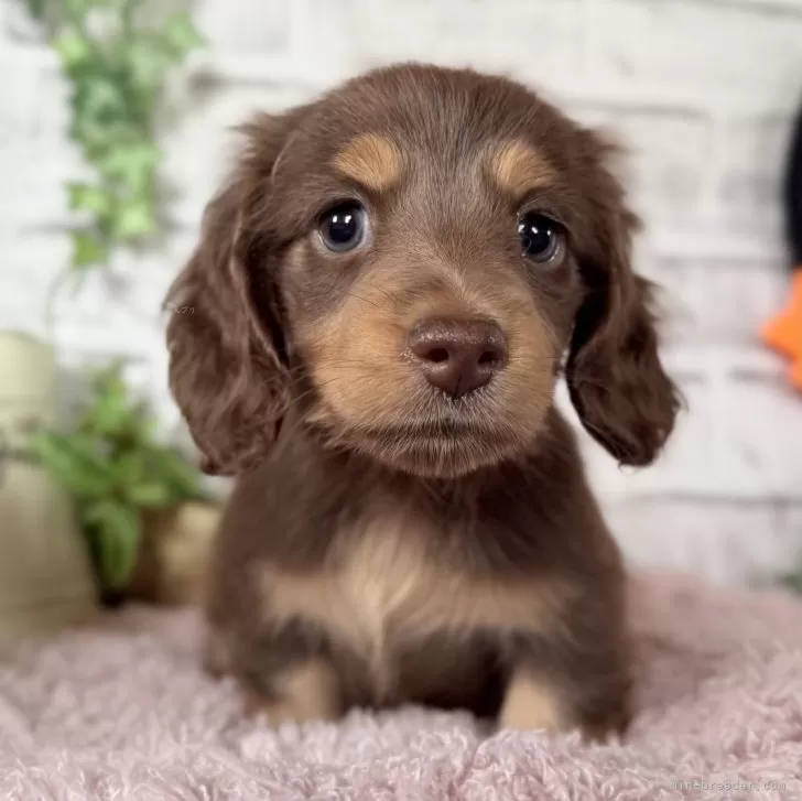 ID：2510-05164の子犬