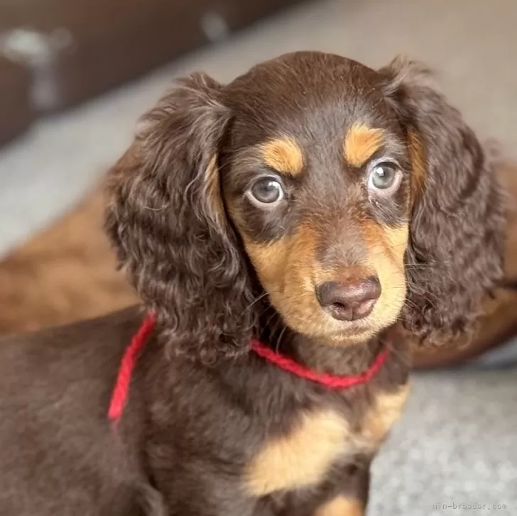 ID：2507-03924の子犬