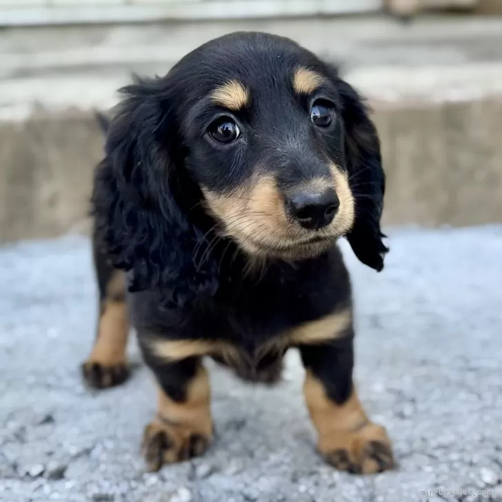 ID:2505-00297の子犬