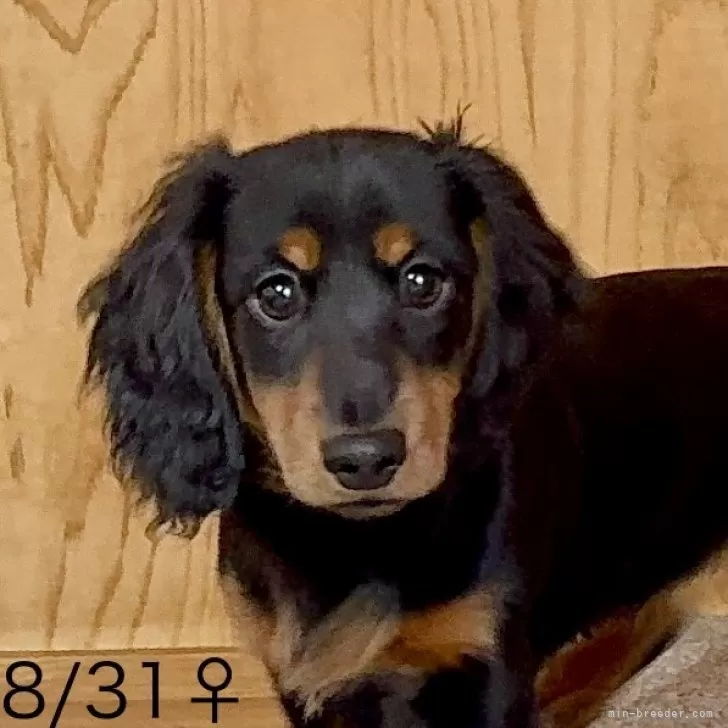 ID:2410-05678の子犬
