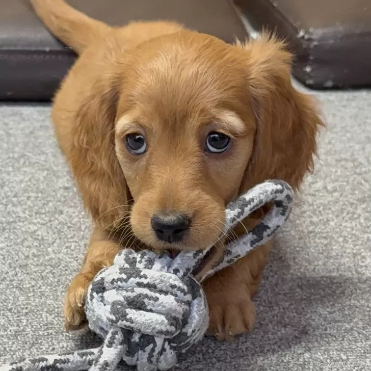 ミニチュアダックスフンド(ロング)【埼玉県・女の子・2025年10月2日・ゴールド】の写真1