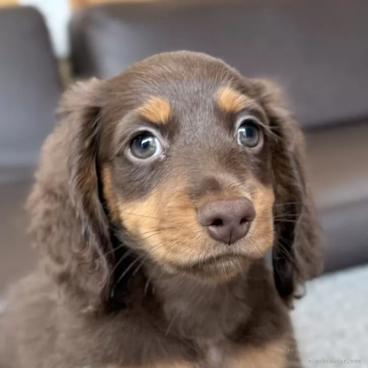 ID：2508-09116の子犬