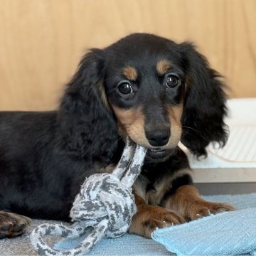 ミニチュアダックスフンド(ロング)【埼玉県・男の子・2025年9月8日・ブラック&タン】の写真「大人しい兄妹です✨」