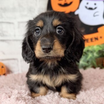 ミニチュアダックスフンド(ロング)【埼玉県・女の子・2025年9月6日・ブラック&タン】の写真「大人しい女の子🎵」