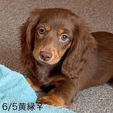 ミニチュアダックスフンド(ロング)【埼玉県・女の子・2025年6月5日・チョコタン】の写真「丸顔の女の子❤️」