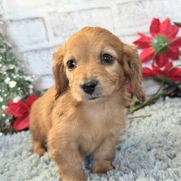 ミニチュアダックスフンド(ロング)【埼玉県・女の子・2025年10月21日・レッド】の写真「今のところ、大人しい兄妹です✨」