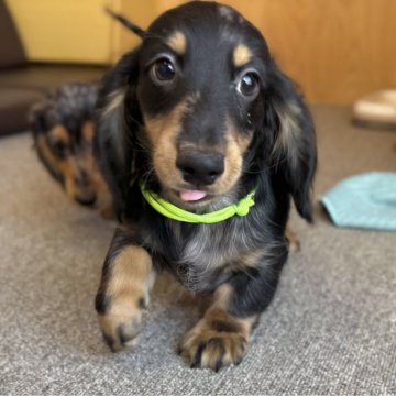 ミニチュアダックスフンド(ロング)【埼玉県・男の子・2025年9月12日・シルバーダップル】の写真「ちょこっとダップル君😊」