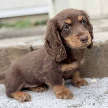 ミニチュアダックスフンド(ロング)【埼玉県・男の子・2025年8月10日・チョコタン】の写真「甘えん坊😊」