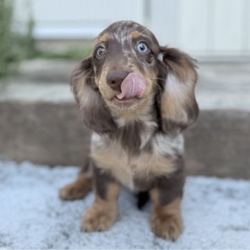 ミニチュアダックスフンド(ロング)【埼玉県・男の子・2025年8月10日・チョコダップル】の写真「ずっしりとした兄弟です✨」