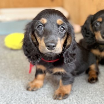 ミニチュアダックスフンド(ロング)【埼玉県・女の子・2025年9月8日・ブラック&タン】の写真「ブラックタン姉妹で見学可能です✨」