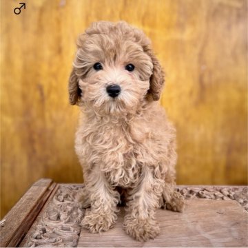 トイプードル(トイ)【埼玉県・男の子・2024年8月19日・アプリコット】の写真「物怖じしない、明るい男の子🎵」