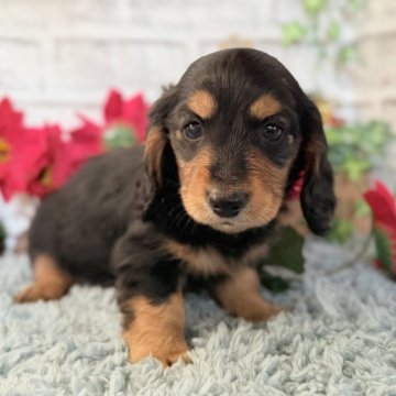 ミニチュアダックスフンド(ロング)【埼玉県・男の子・2025年10月21日・ブラック&タン】の写真「今のところ、大人しい兄妹です✨」