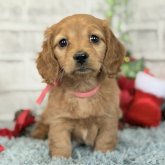 ミニチュアダックスフンド(ロング)