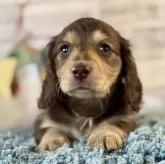 ミニチュアダックスフンド(ロング)【埼玉県・男の子・2024年11月14日・チョコタン】の写真1