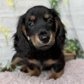 ミニチュアダックスフンド(ロング)