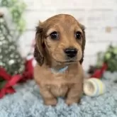 ミニチュアダックスフンド(ロング)【埼玉県・女の子・2025年10月2日・シェーデッドレッド】の写真1