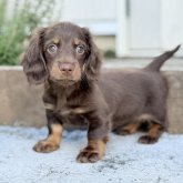 ミニチュアダックスフンド(ロング)